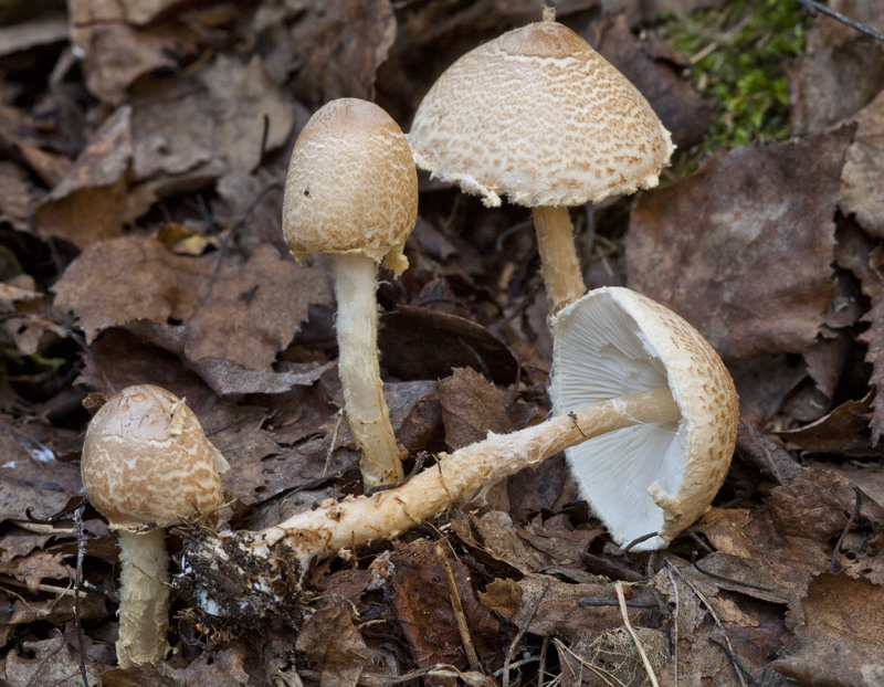 Lepiota magnispora